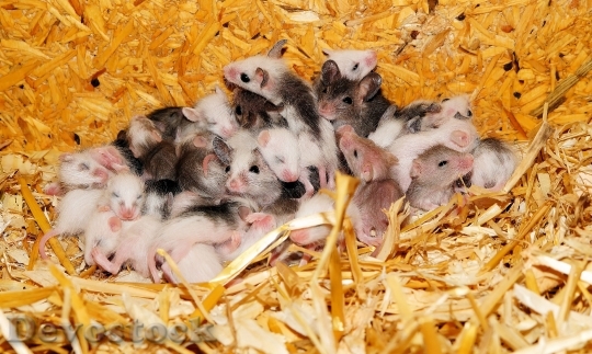 Devostock Mice Mastomys Nest Young