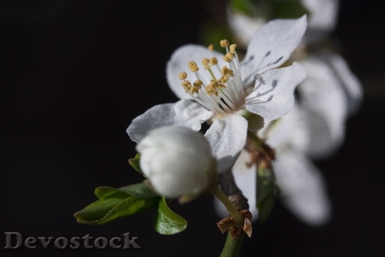 Devostock Mirabelle Blossom Bloom Bud