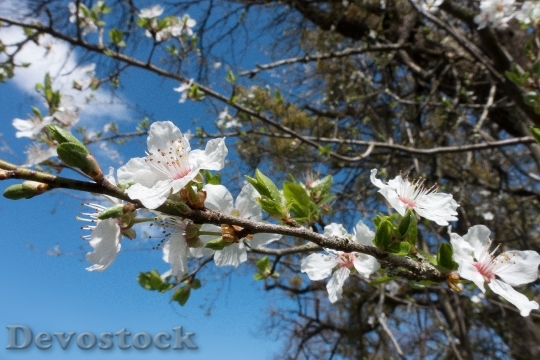 Devostock Mirabelle Blossom Bloom White 0