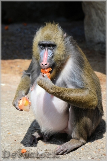 Devostock Monkey Monkeys Fruit Delicacy 0