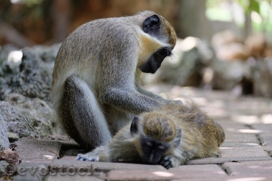 Devostock Monkey Take Care Animal