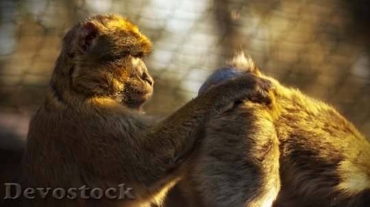 Devostock Monkey Zoo Ape Animal