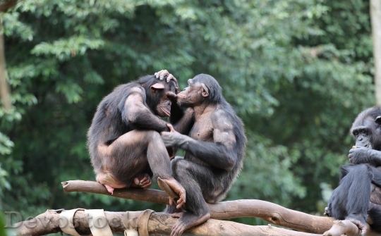 Devostock Monkeys Chimpanzees Savages Group