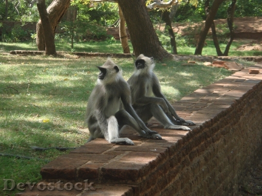 Devostock Monkeys Monkey Family Sri
