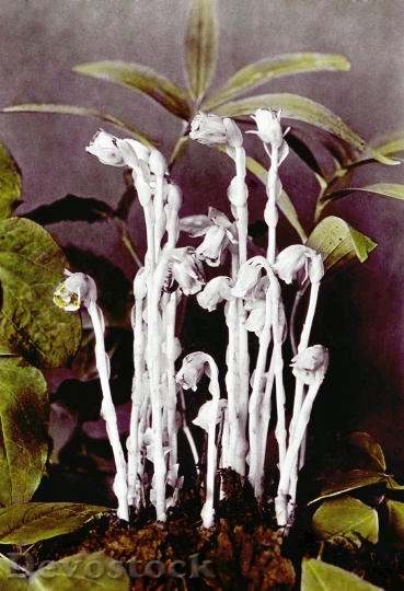 Devostock Monotropa Uniflora L Indian