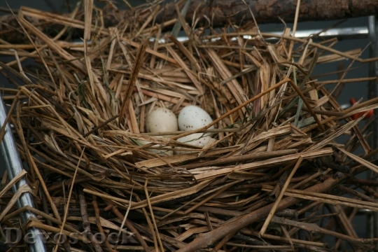 Devostock Moorhen Common Moorhen Nest