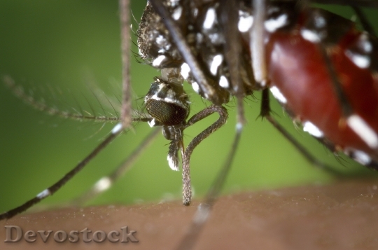 Devostock Mosquito Female Aedes Albopictus