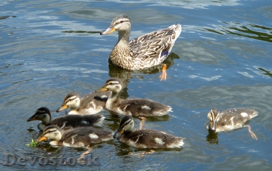 Devostock Mother Duck With Chicks