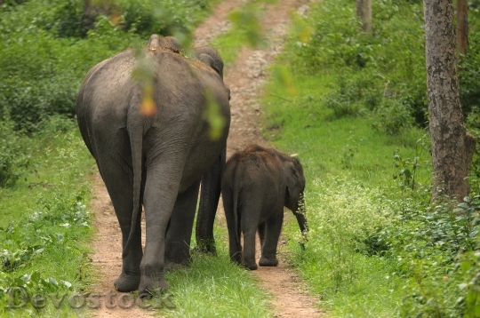 Devostock Mother Elephant Calf India