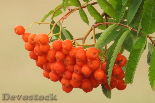 Devostock Mountain Ash Fruits Berries