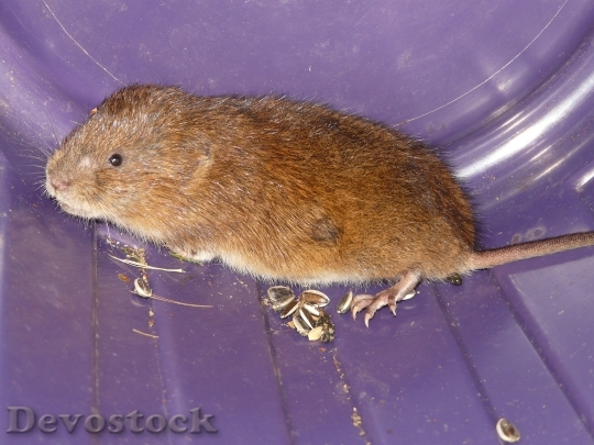 Devostock Mouse East Water Vole