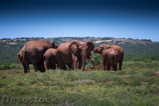 Devostock Mud Bath Elephants Wildlife