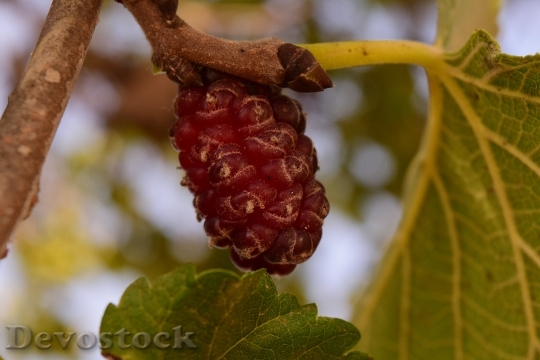 Devostock Mulberry Tree Mulberry Food