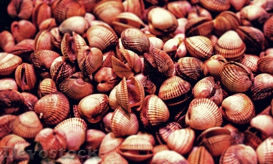 Devostock Mussels Seafood Eat Food