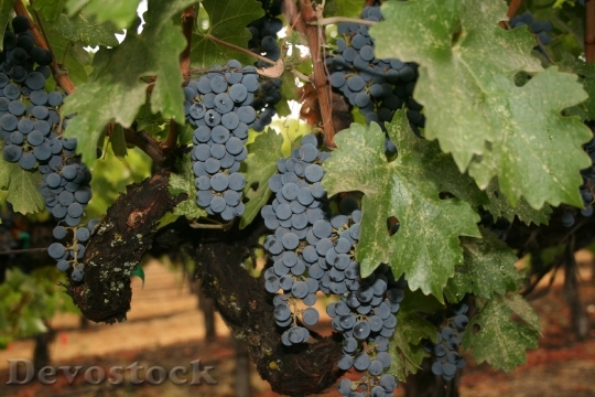 Devostock Napa Valley Wine Grapes