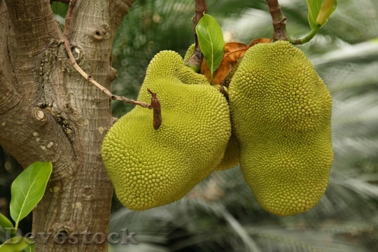 Devostock Nature Botany Fruit Exotic
