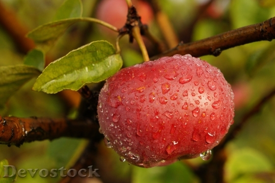 Devostock Nature Fruit Apple Drops
