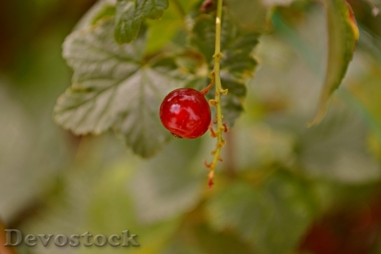 Devostock Nature Green Fruit Berries