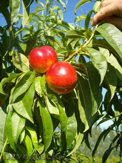 Devostock Nectarines Tree Red Ripe