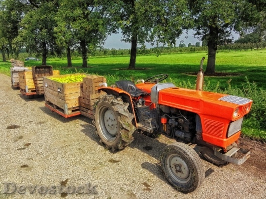 Devostock Netherlands Fruit Harvest Farm