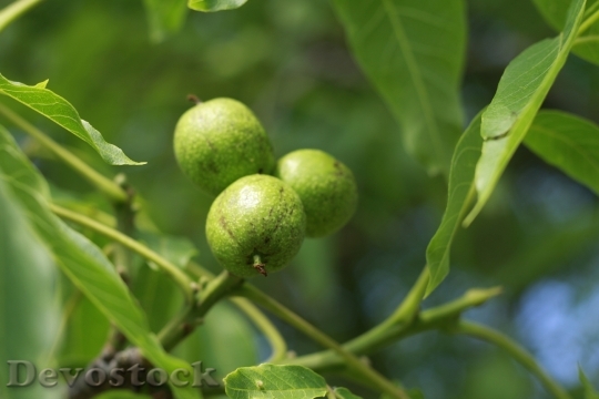 Devostock Nut Tree Nature Green