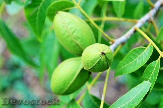 Devostock Nuts Pecan Green Elongated