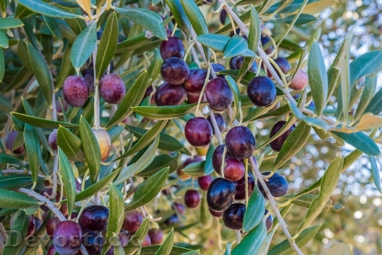 Devostock Oil Olives Olive Harvest
