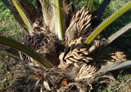Devostock Oil Palm Fruit Bunch 0