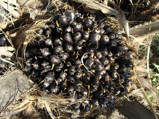 Devostock Oil Palm Fruit Bunch