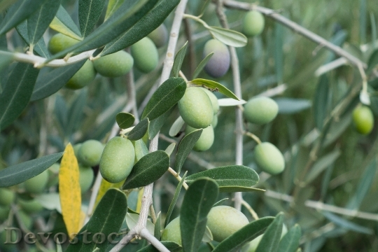 Devostock Olive Olive Tree Fruit