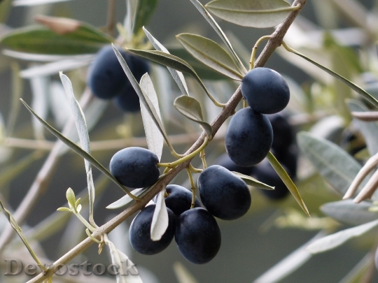 Devostock Olives Olive Branch Fruits 0