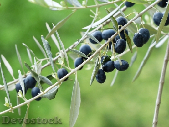 Devostock Olives Olive Branch Fruits 1