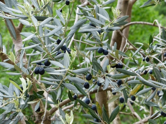 Devostock Olives Olive Branch Fruits