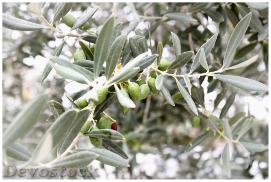 Devostock Olives Olive Branch Mediterranean