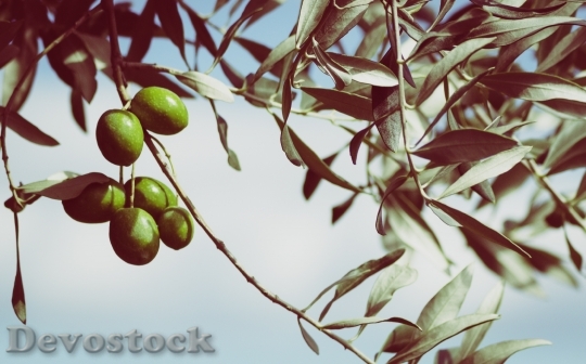 Devostock Olives Olive Tree Fruits