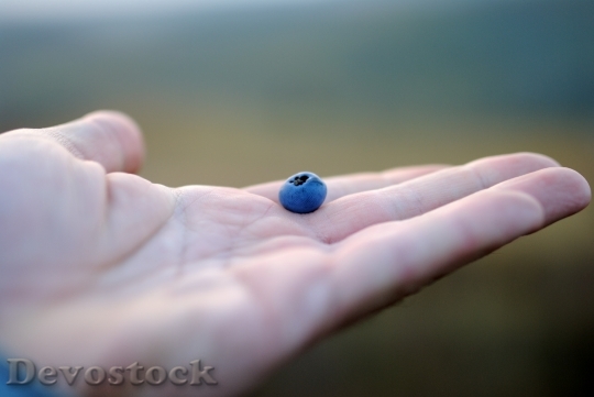 Devostock Open Hand Holding Blueberry