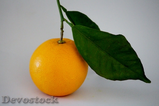 Devostock Orange Branch Vitamin C