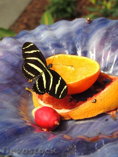 Devostock Orange Butterfly Insect Wing