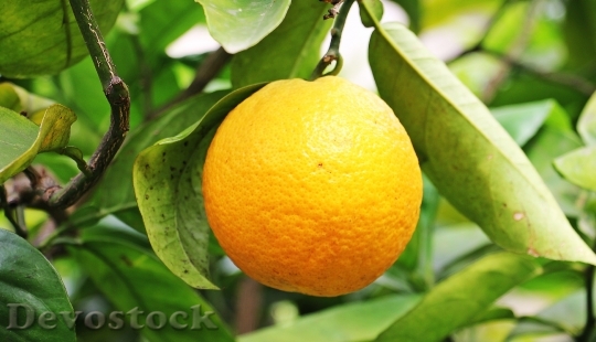 Devostock Orange Citrus Fruit Fruit 4