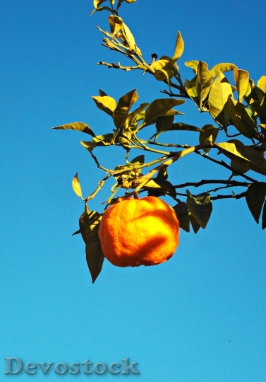 Devostock Orange Citrus Tree Fruit