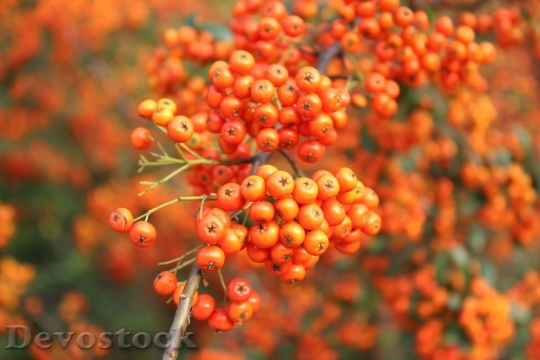 Devostock Orange Fruit Autumn Seasonal