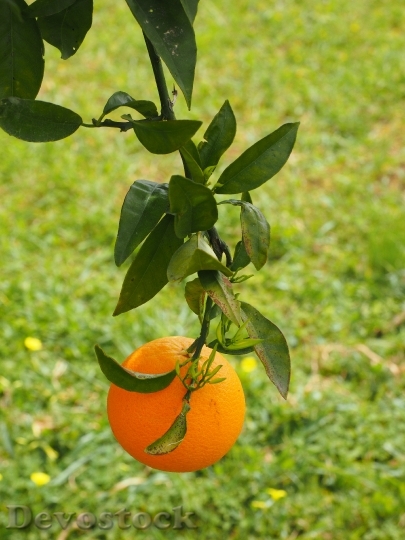 Devostock Orange Fruit Orange Tree 7