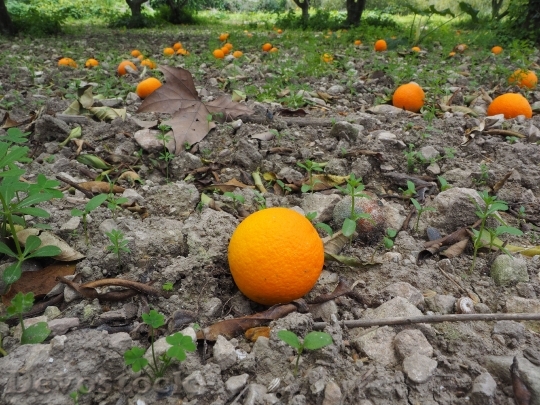 Devostock Orange Fruit Ripe Windfall 0