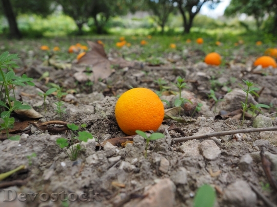 Devostock Orange Fruit Ripe Windfall