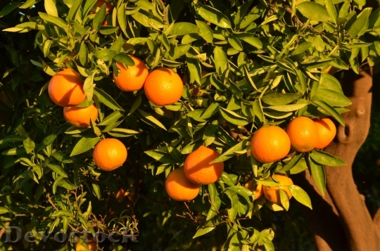 Devostock Orange Fruit Tree Citrus 0