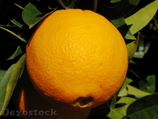 Devostock Orange Fruit Tree Citrus
