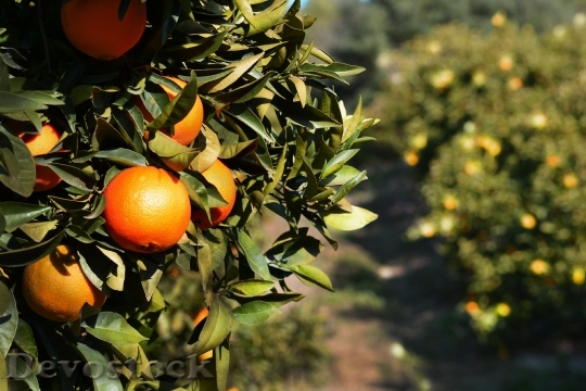 Devostock Orange Fruits Tree Citrus