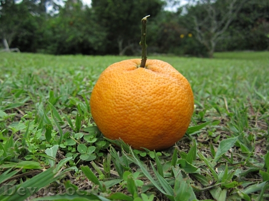 Devostock Orange Lemon Green Fruit