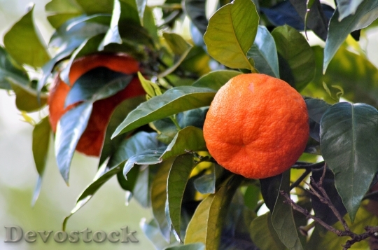 Devostock Orange Nature Fruit Tree