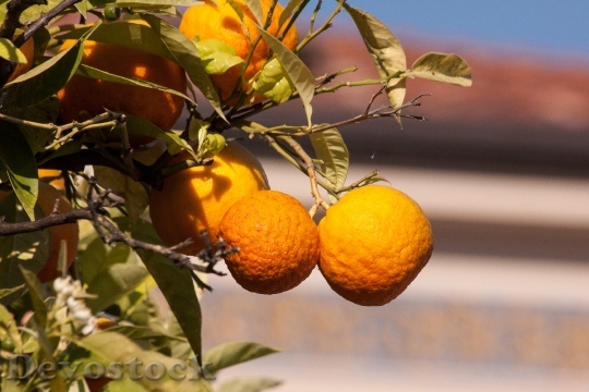 Devostock Oranges Bahia Orange Citrus 0
